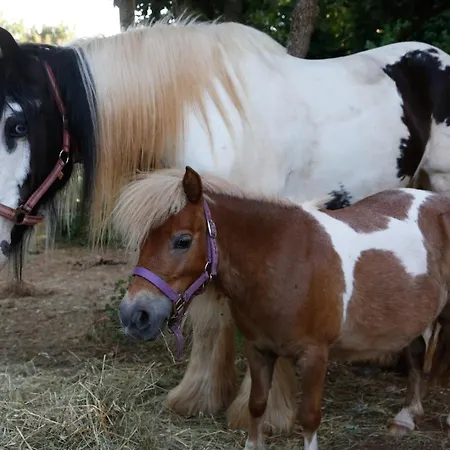 招待所 Camp 'dvor' Bell Tent