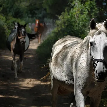 Camp 'dvor' Bell Tent 3* Manjadvorci