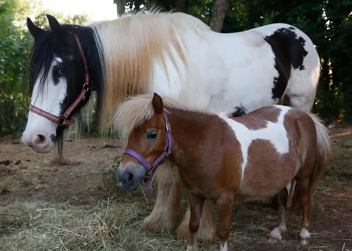 Gostinjska kuća Camp 'dvor' Bell Tent