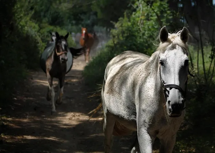 Camp 'dvor' Bell Tent 3* Manjadvorci